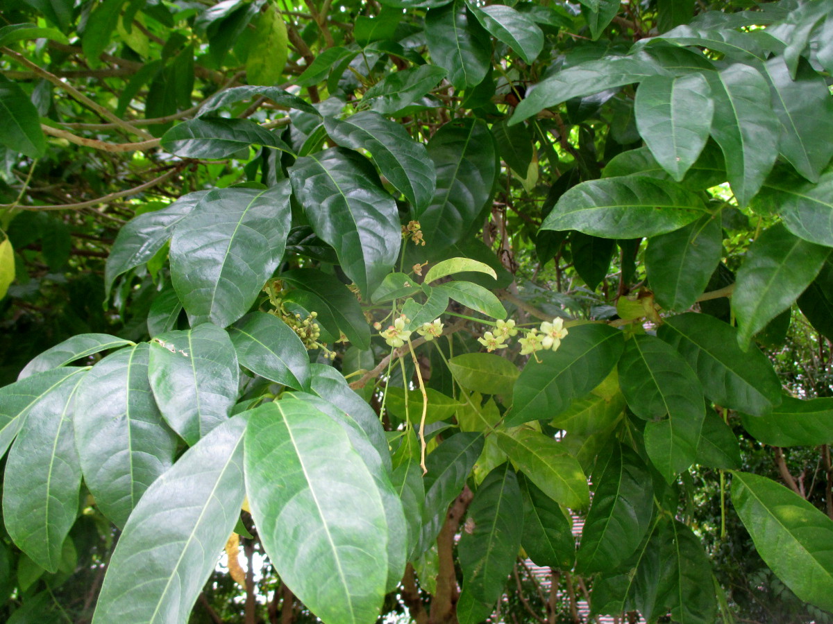 Image of Harpullia pendula specimen.