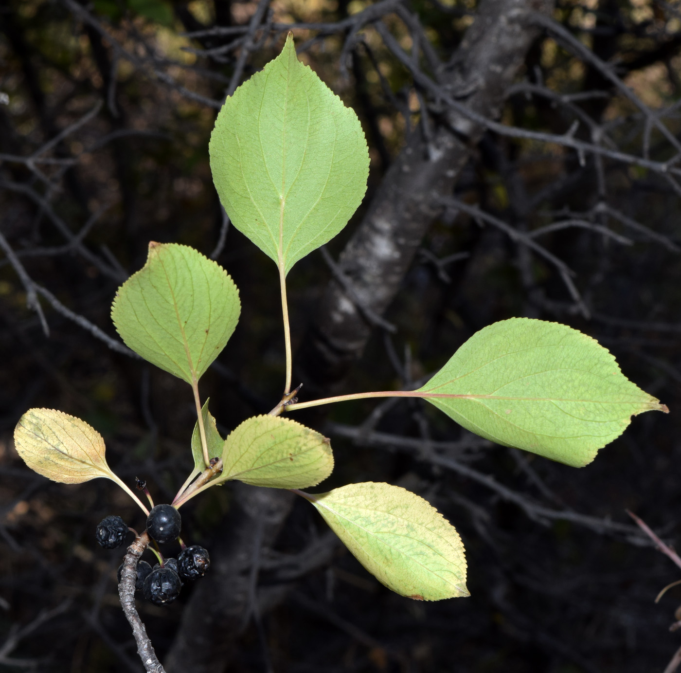 Image of Rhamnus cathartica specimen.