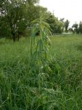 Artemisia umbrosa