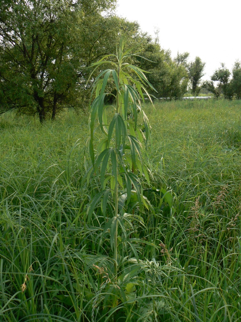 Изображение особи Artemisia umbrosa.