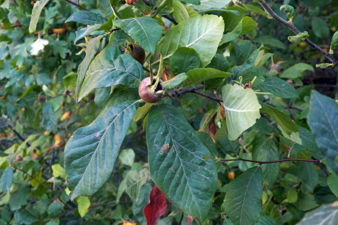 Изображение особи Mespilus germanica.