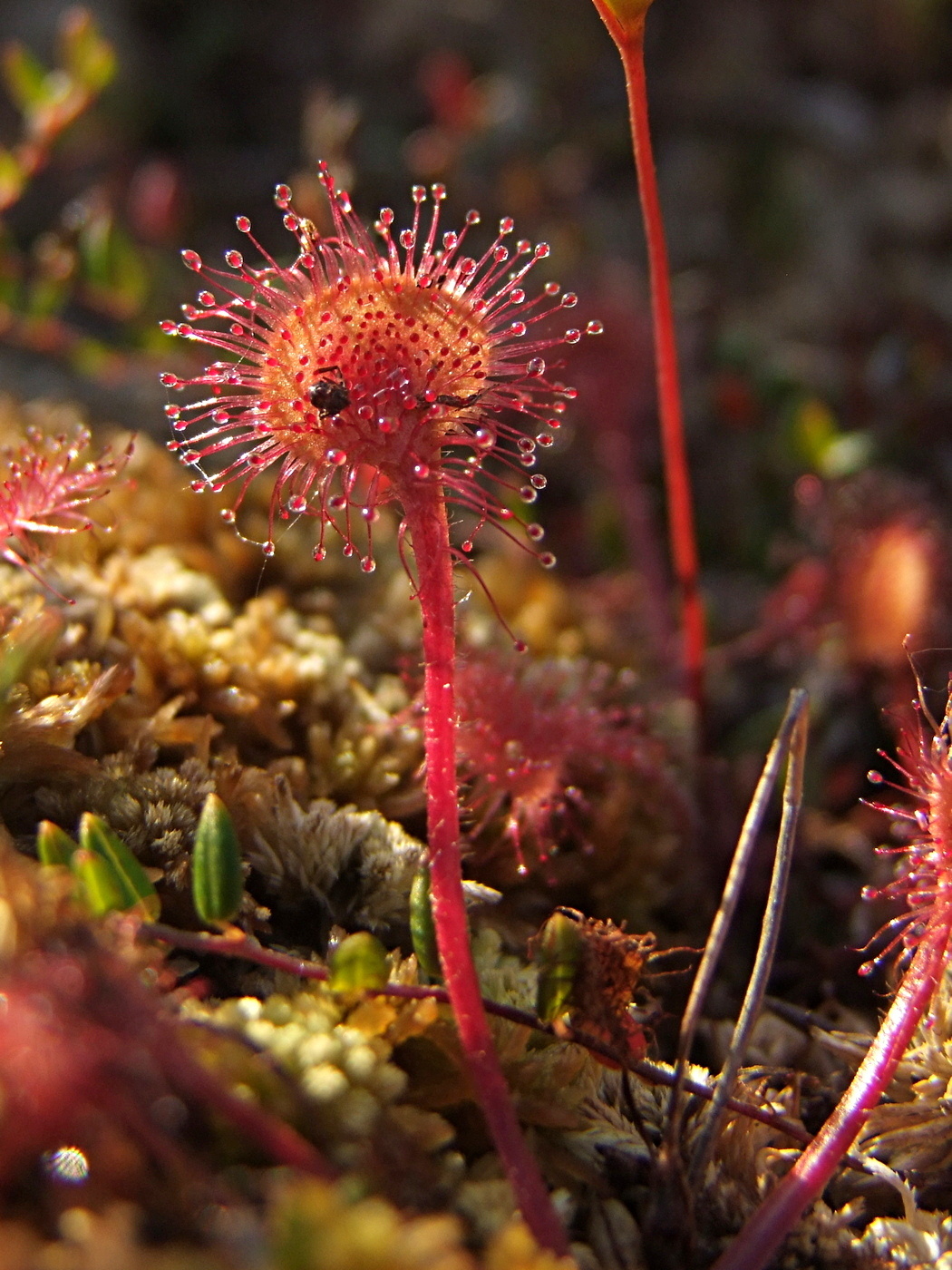 Изображение особи Drosera rotundifolia.