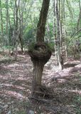 Salix alba. Нижняя часть взрослого дерева с сувелью. Краснодарский край, Абинский р-н, окр. пос. Новый, широколиственный лес близ ручья. 05.10.2017.