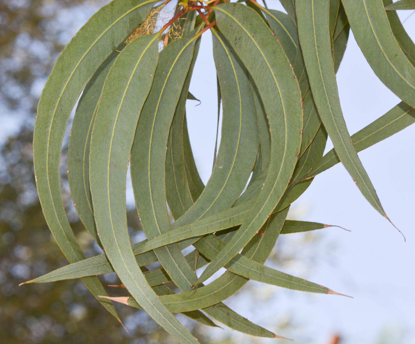 Изображение особи Eucalyptus erythrocorys.