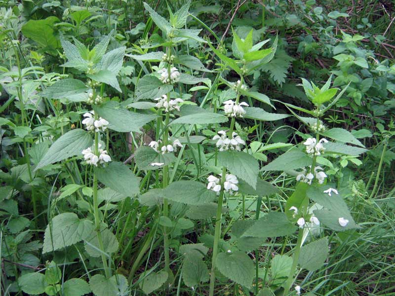 Image of Lamium album specimen.