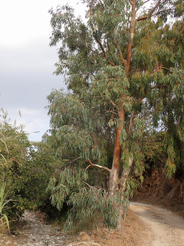 Image of Eucalyptus camaldulensis specimen.