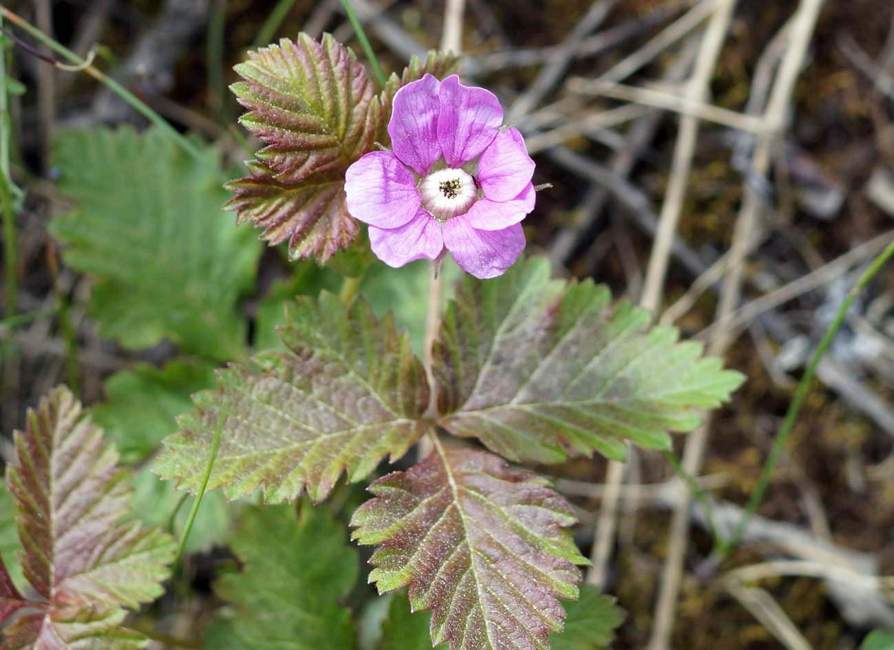 Image of Rubus arcticus specimen.