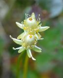 Parnassia palustris. Незрелые плоды. Магаданская обл., окр. г. Магадан, мр-н Солнечный, сырой уч. в подножье сопки. 05.08.2016.