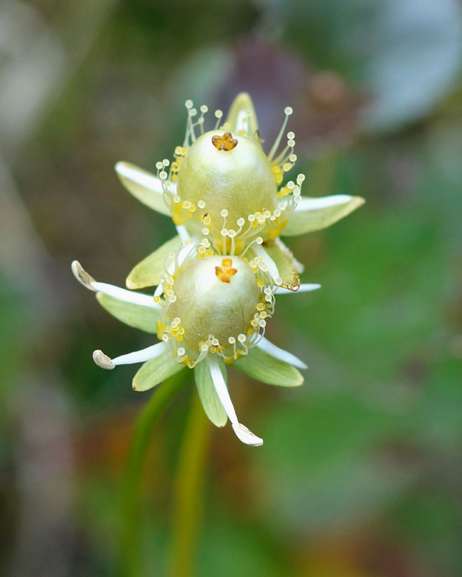 Изображение особи Parnassia palustris.