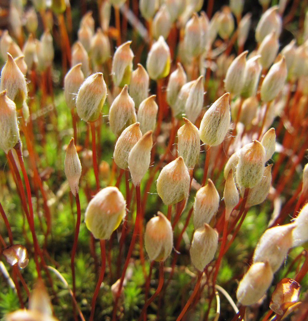 Image of Polytrichum juniperinum specimen.