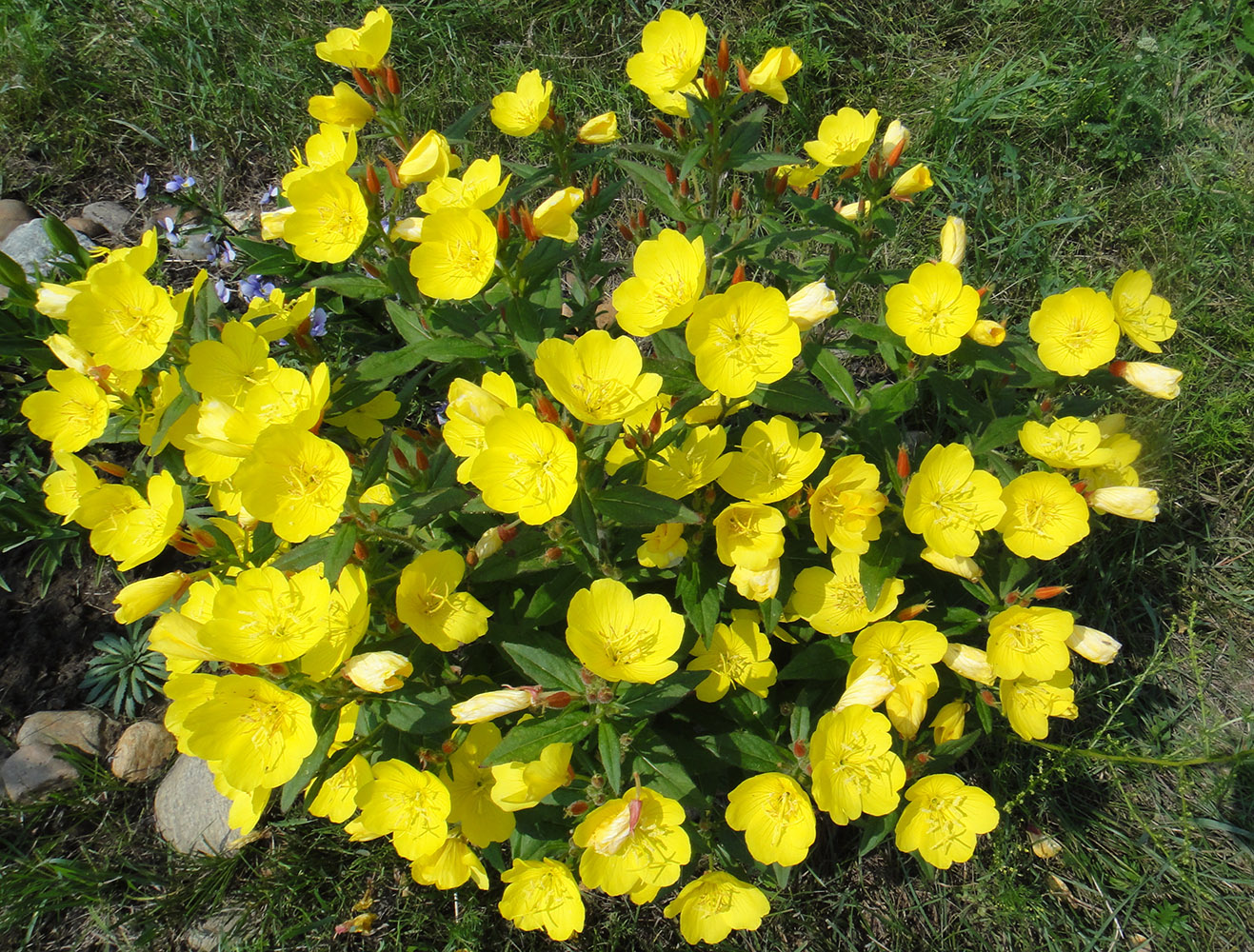 Image of Oenothera pilosella specimen.