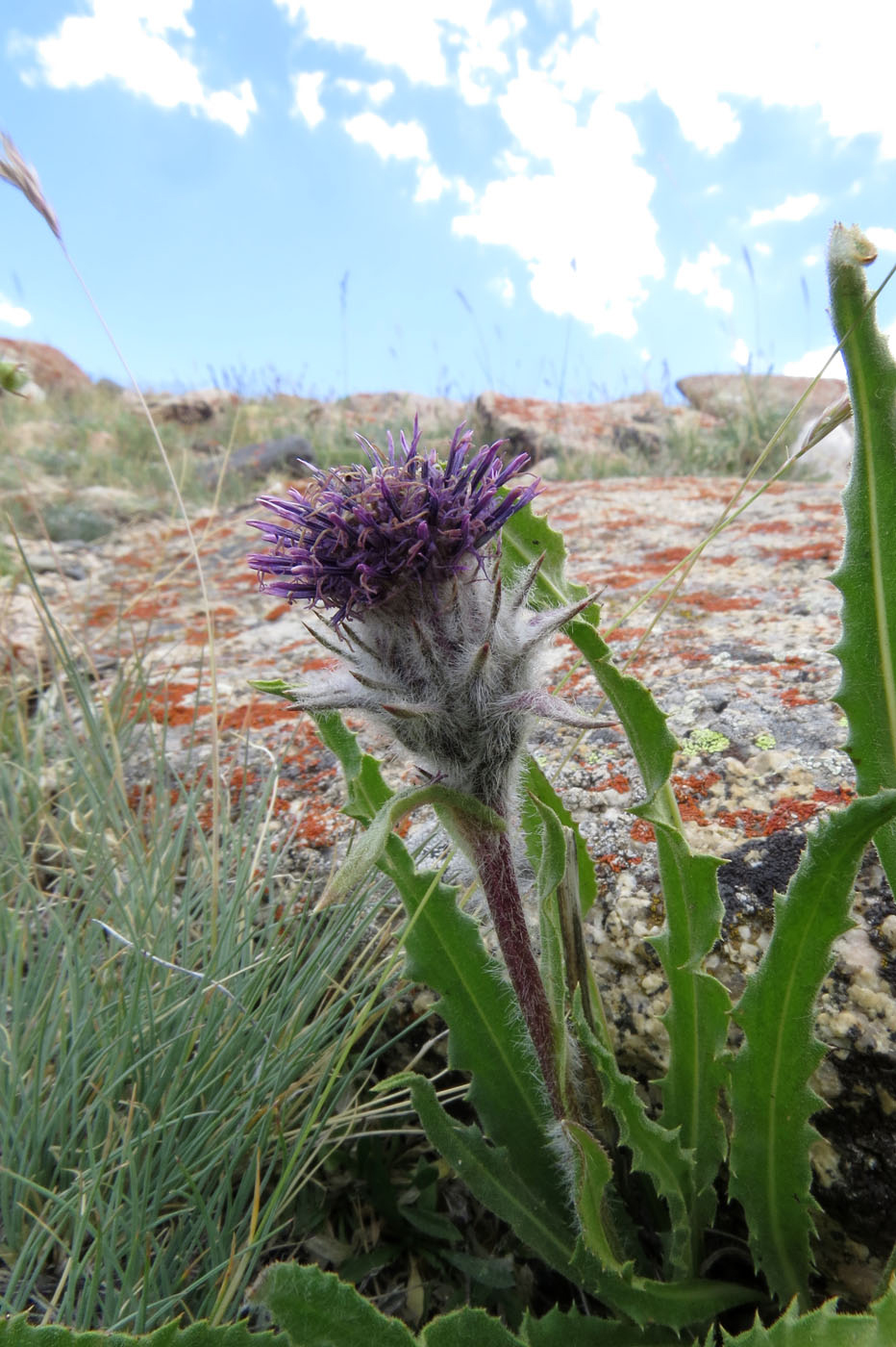 Изображение особи Saussurea saichanensis.