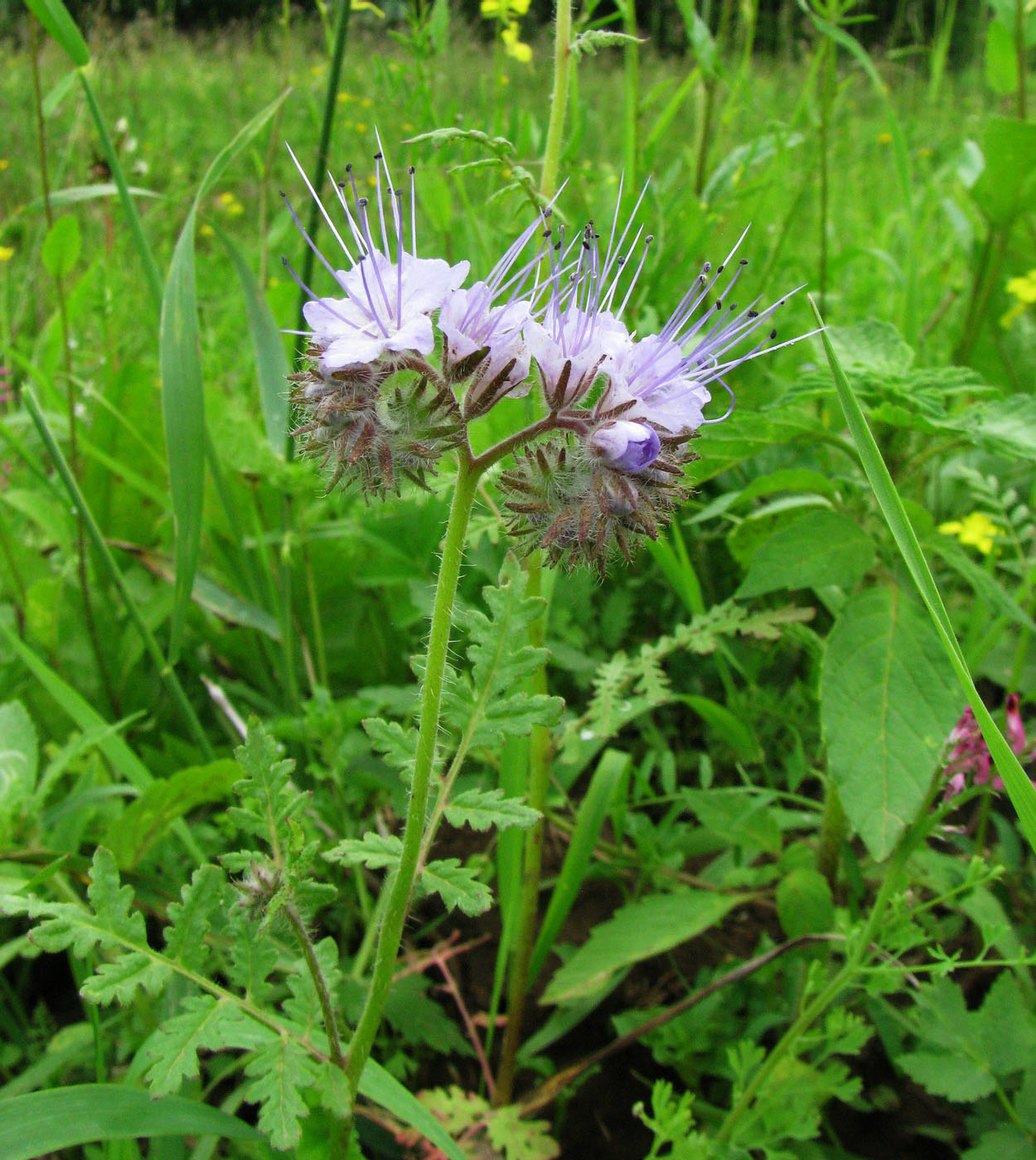 Image of Phacelia tanacetifolia specimen.