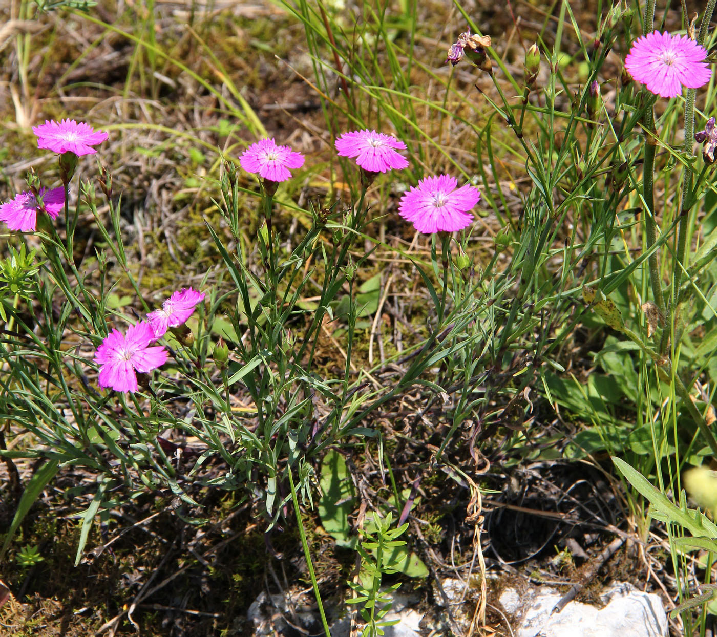 Image of Dianthus versicolor specimen.