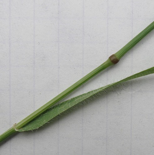 Изображение особи Aegilops cylindrica.