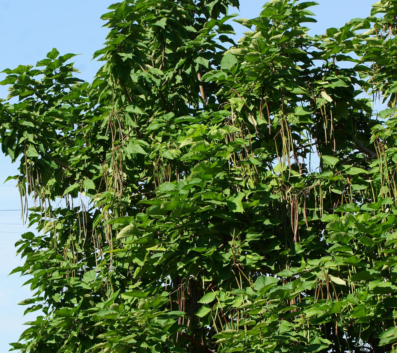 Image of Catalpa bignonioides specimen.