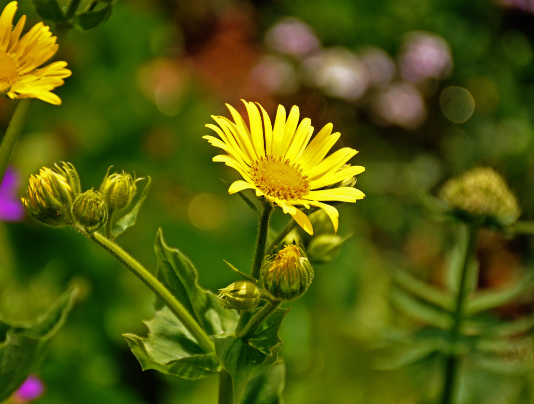 Image of Doronicum macrophyllum specimen.