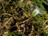 Cerastium scaposum. Цветок на цветоножке (вид со стороны чашечки). Греция, о-в Крит, ном Ханья (Νομός Χανίων), дим Платаньяс (Δήμος Πλατανιά), горный массив Лефка Ори (Λευκά Όρη), урочище Ксилоскало (Ξυλόσκαλο), ≈ 1200 м н.у.м., каменистый склон у автомобильной дороги. 28 июня 2017 г.