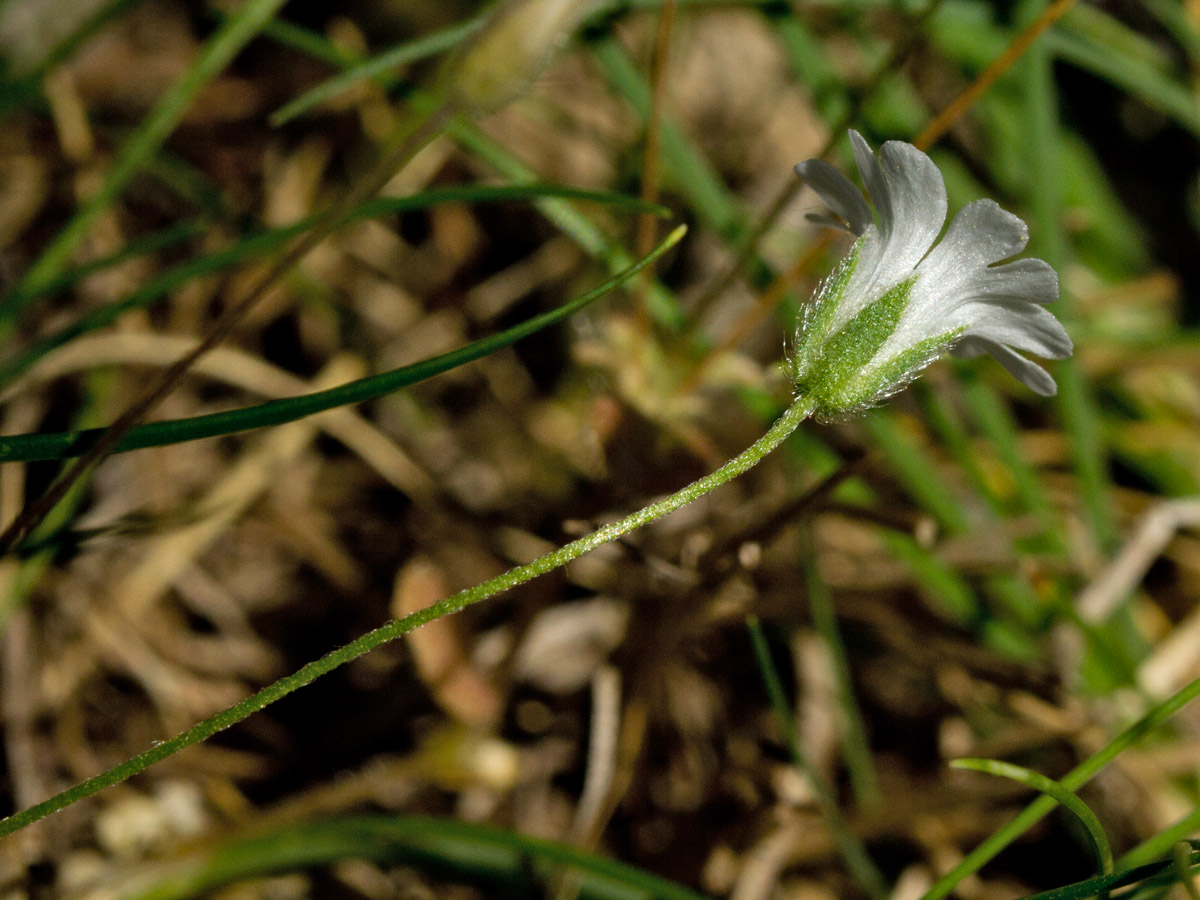 Image of Cerastium scaposum specimen.