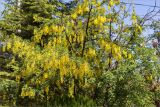 Laburnum anagyroides