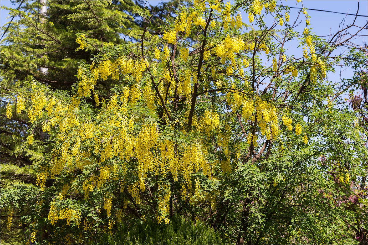 Изображение особи Laburnum anagyroides.