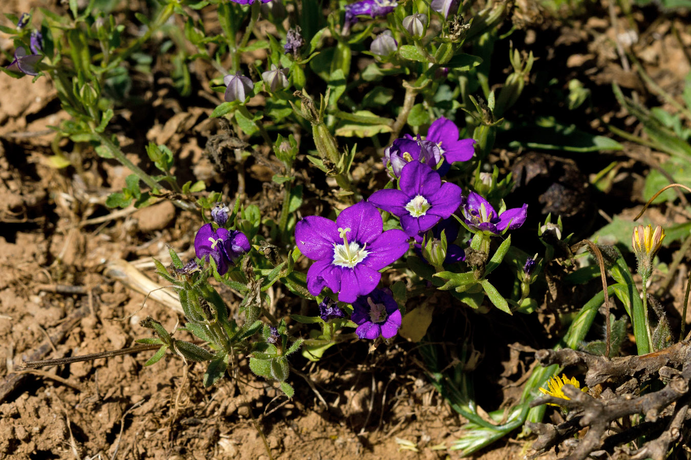 Изображение особи Legousia speculum-veneris.