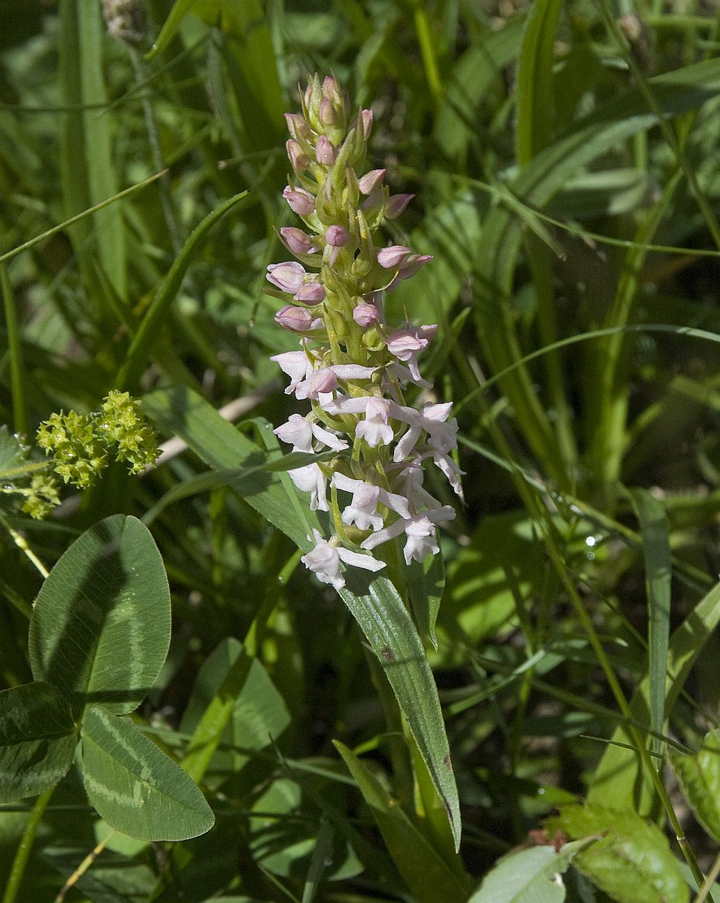 Изображение особи Gymnadenia conopsea.