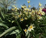 Tulipa bifloriformis