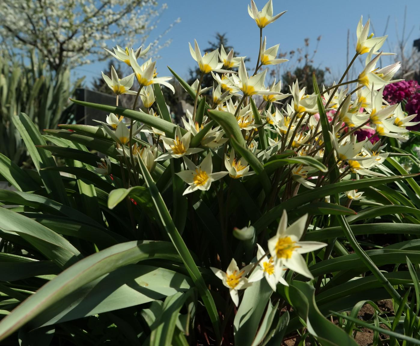 Изображение особи Tulipa bifloriformis.