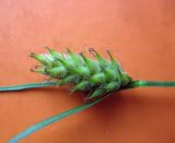 Carex hirta. Соплодие с превышающим его кроющим листом (увеличено). Украина, г. Киев, Южная Борщаговка, ул. Булгакова, запущенный газон. 20 мая 2010 г.
