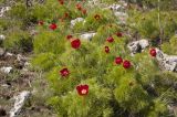 Paeonia tenuifolia. Цветущие растения. Крым, Ай-Петринская яйла, окр. скалы Биюк-Исар. Начало мая 2010 г.