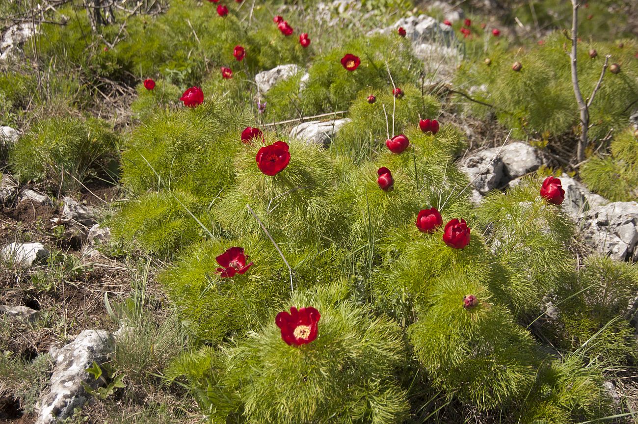 Изображение особи Paeonia tenuifolia.