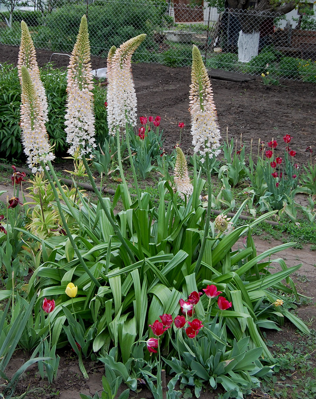 Изображение особи Eremurus robustus.