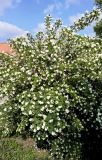 род Philadelphus. Цветущее растение. Краснодарский край, г. Тихорецк, в культуре. 15.05.2018.