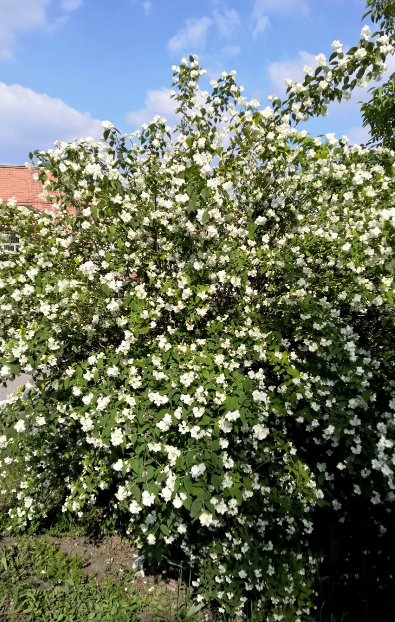 Изображение особи род Philadelphus.