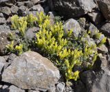 Scutellaria orientalis ssp. pinnatifida