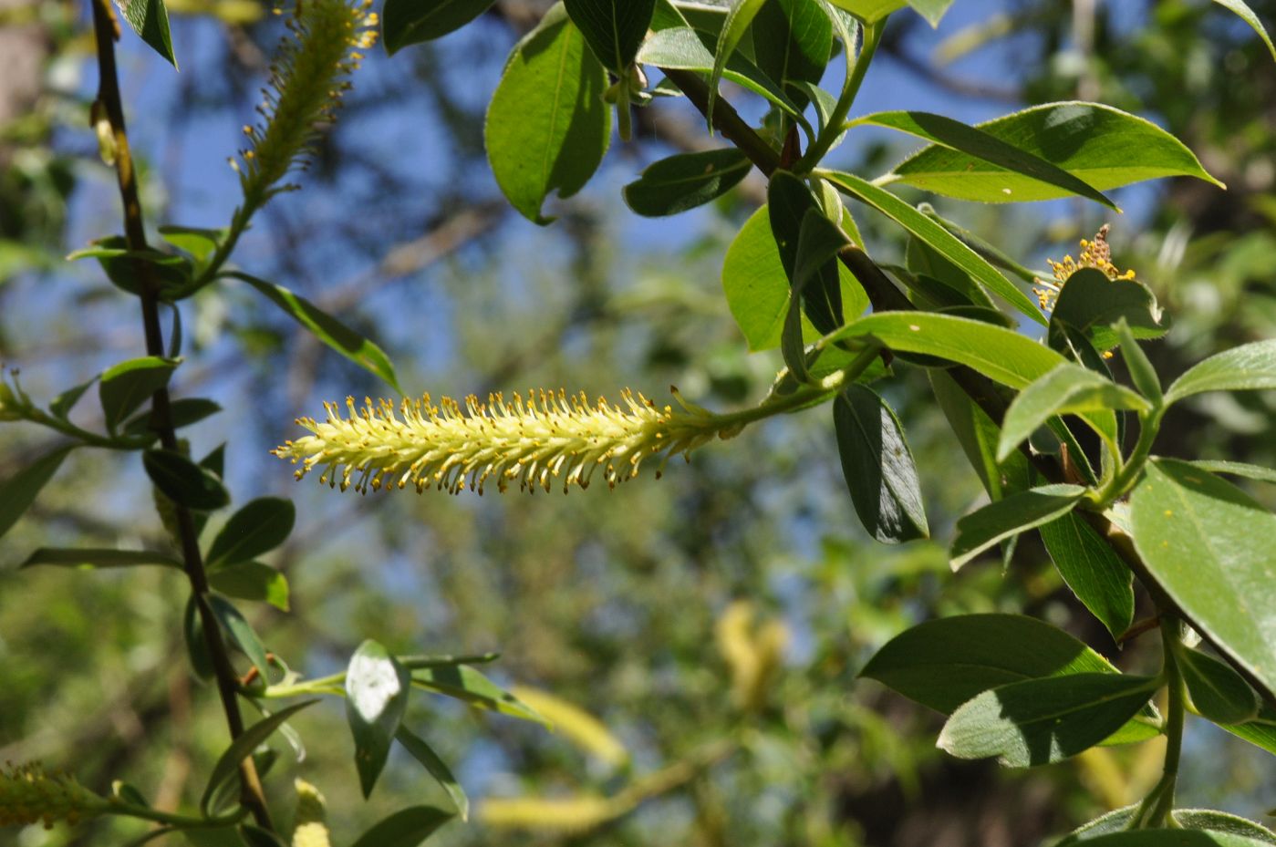 Image of Salix alba specimen.