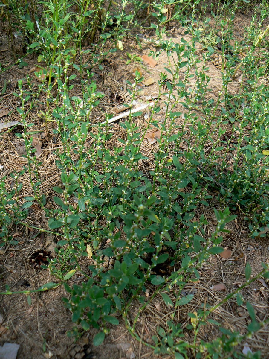 Image of Polygonum aviculare specimen.