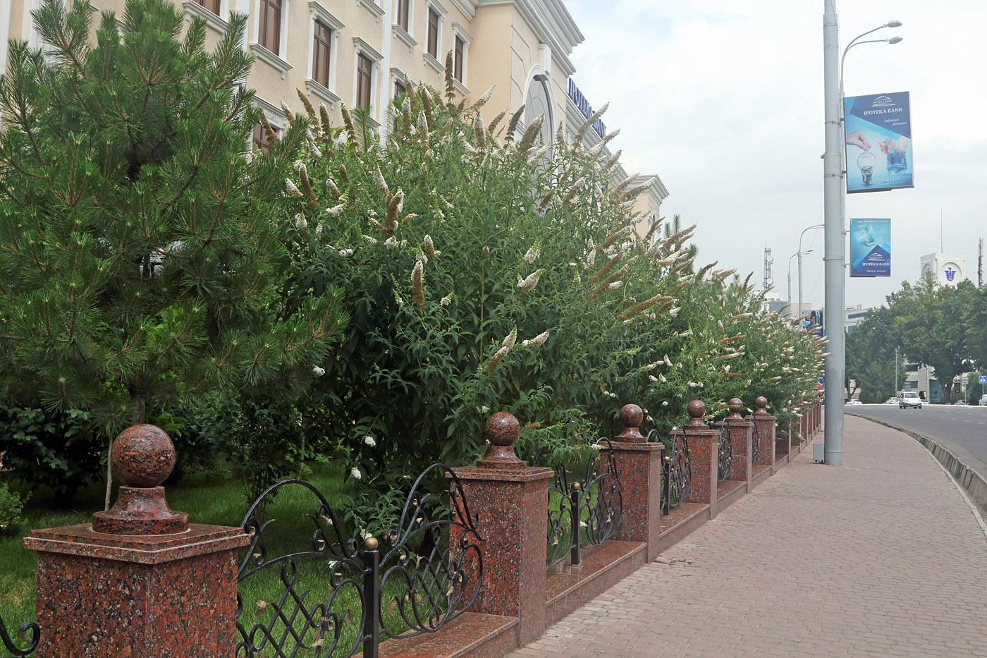 Image of Buddleja davidii specimen.