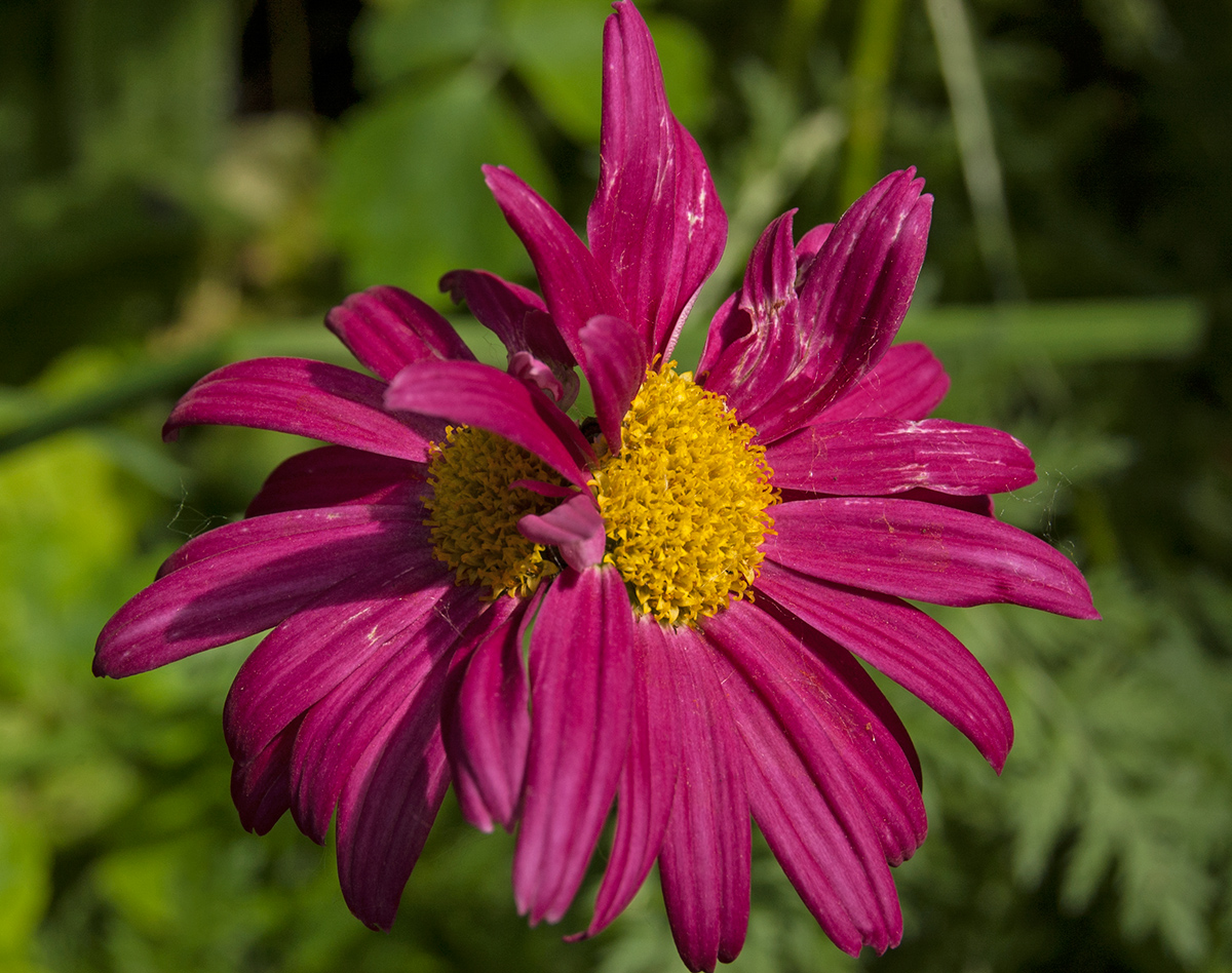 Image of Pyrethrum coccineum specimen.
