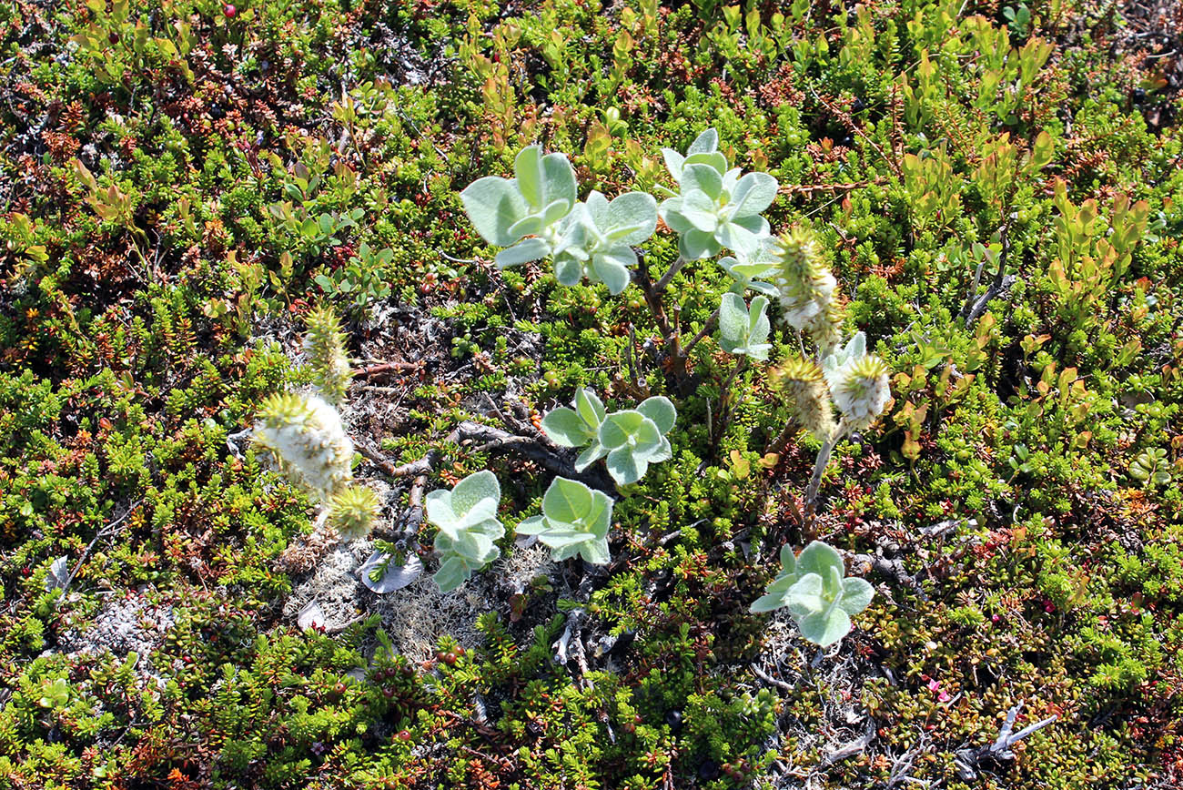 Image of Salix lanata specimen.