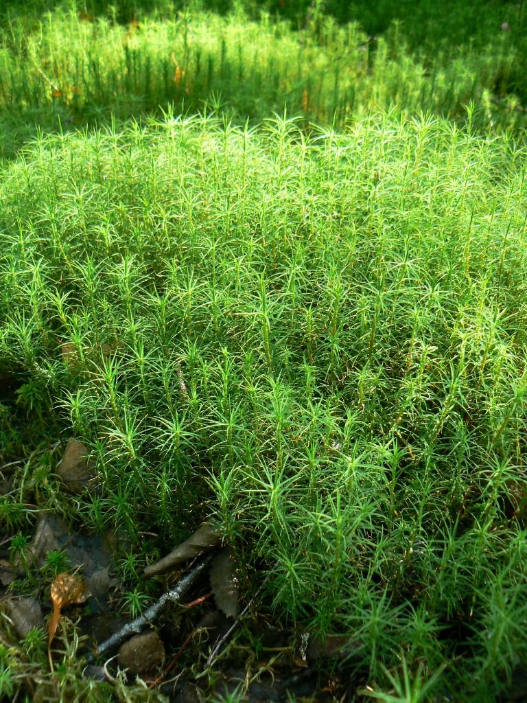 Изображение особи Polytrichum commune.