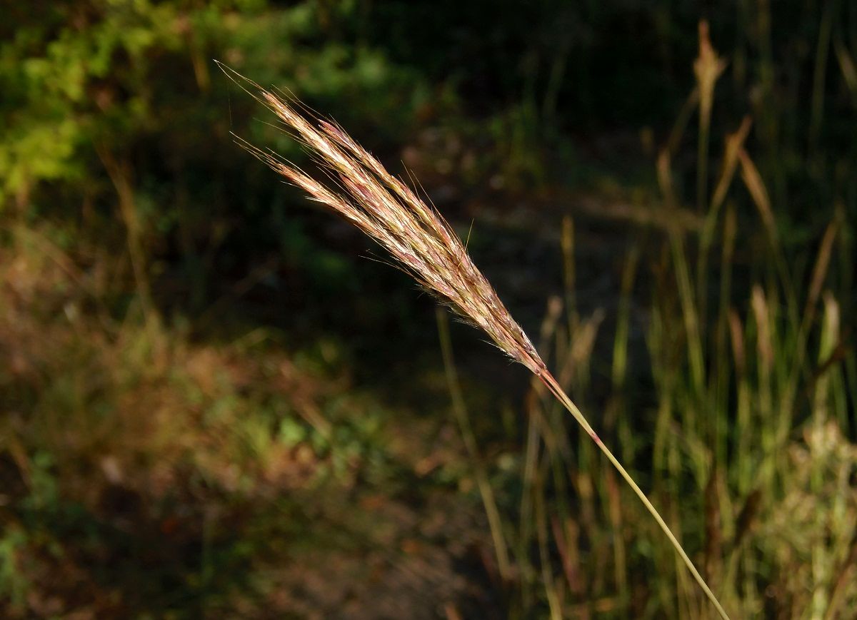 Image of Bothriochloa ischaemum specimen.