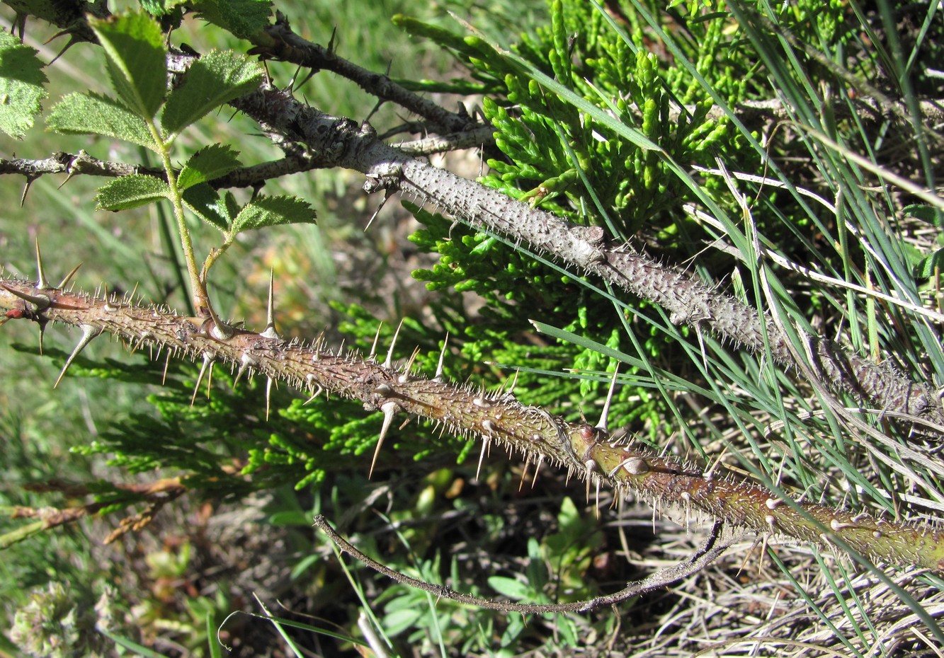 Image of Rosa pulverulenta specimen.