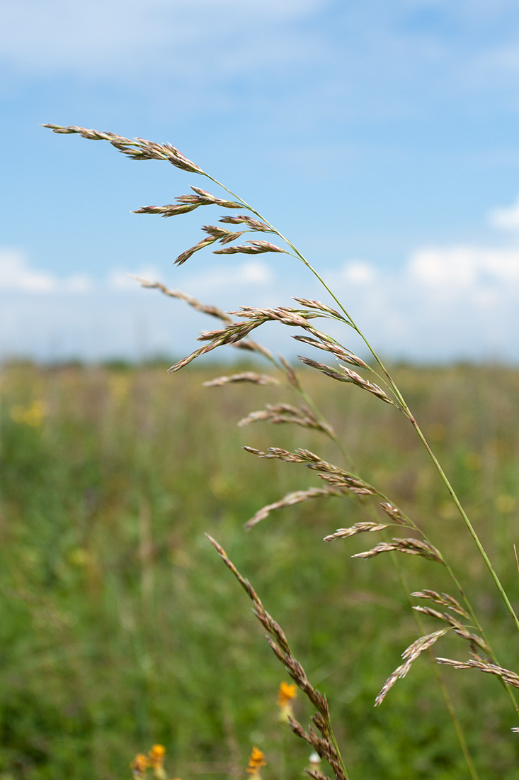 Изображение особи Festuca arundinacea.