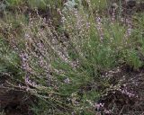 Astragalus tenuifolius