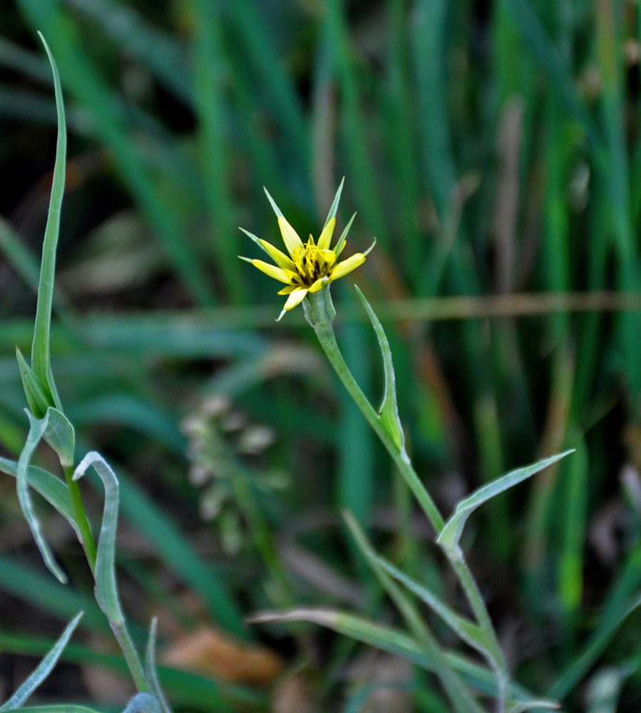 Image of genus Tragopogon specimen.