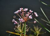 Butomus umbellatus