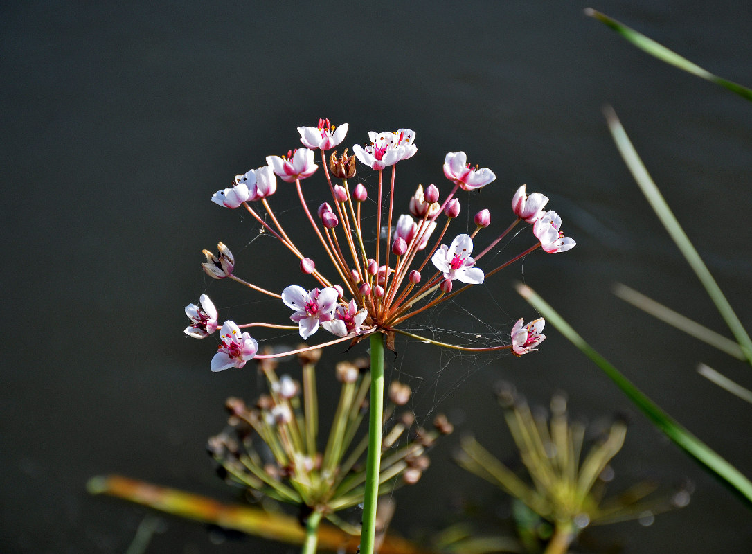 Изображение особи Butomus umbellatus.