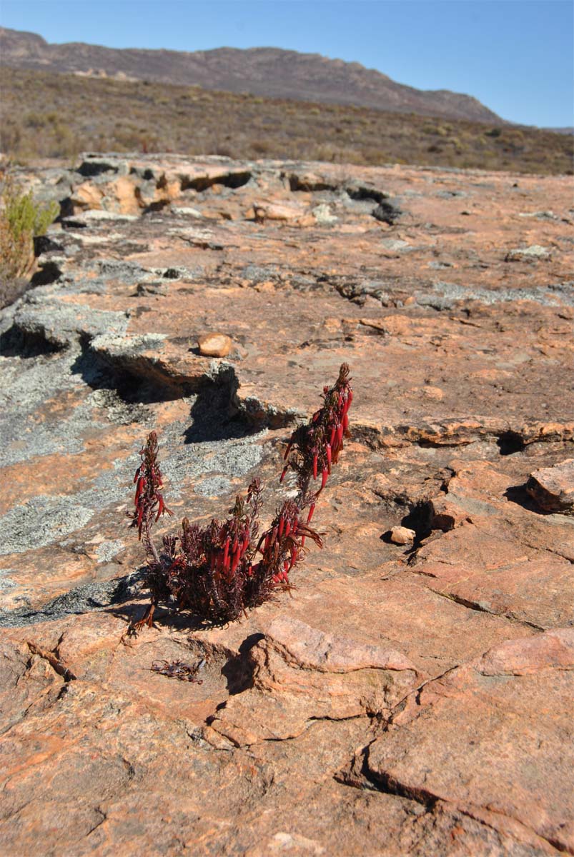 Image of Erica plukenetii specimen.